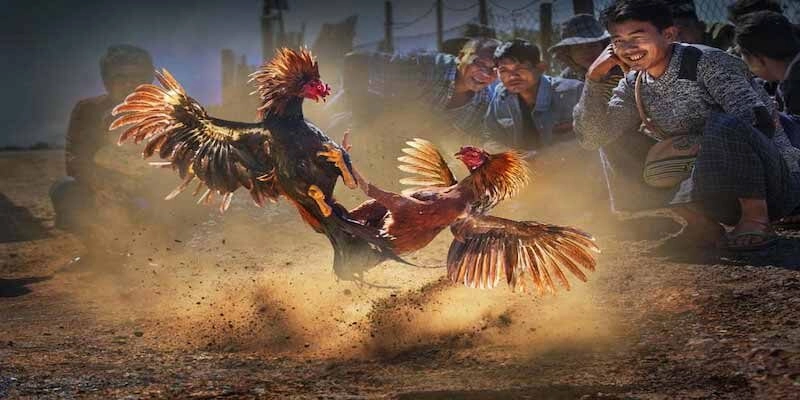 Tìm hiểu thông tin sơ lược về đá gà CPC1 