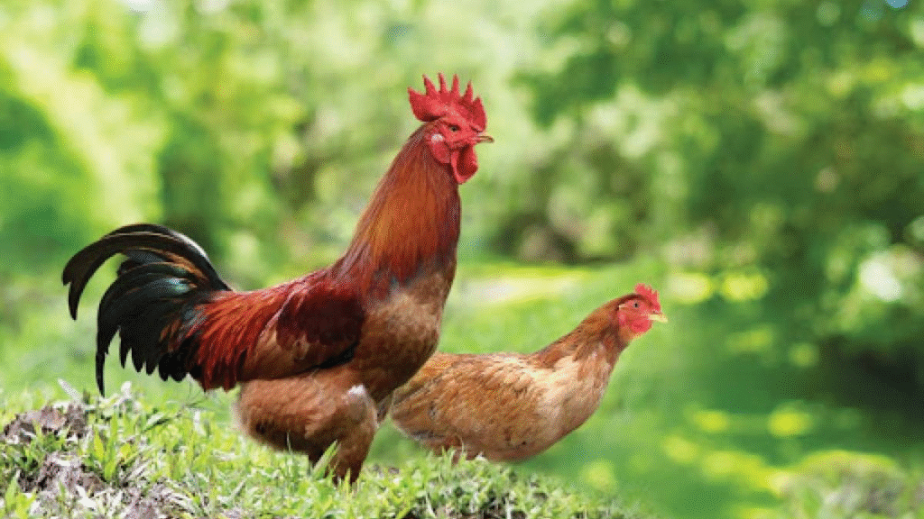 Điều trị bệnh hen ở gà bằng các bài thuốc dân gian