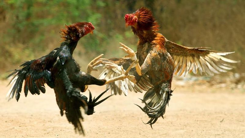 Đá gà mạng được yêu thích