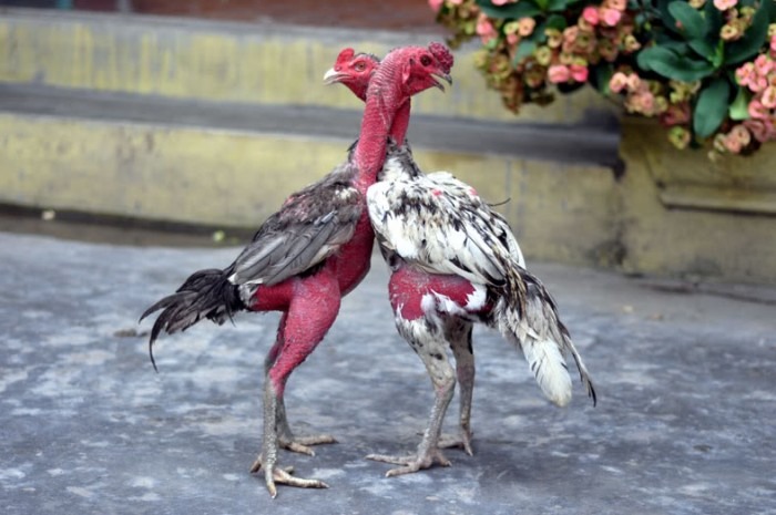 Có nhiều cách làm cổ gà chọi to chuẩn sư kê