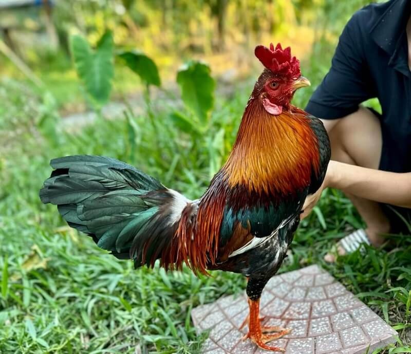 Nguyên tắc phối tưởng phản