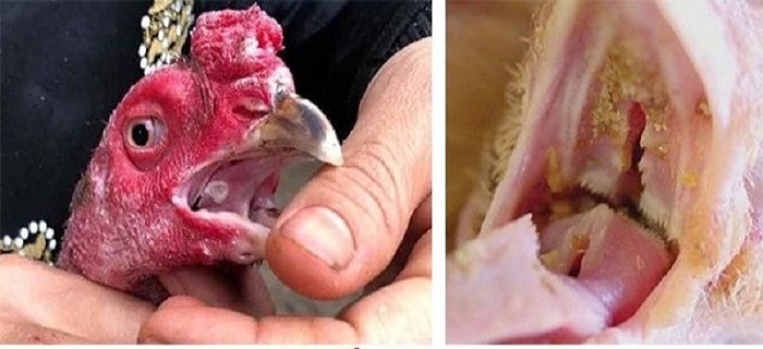 Bệnh nấm họng ở gà chọi là bệnh cần đặc biệt lưu ý