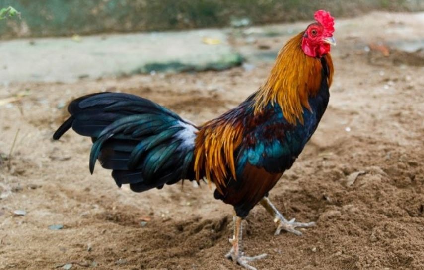 Hướng dẫn chi tiết các bước lai tạo gà đá cựa